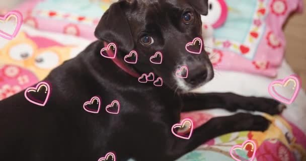 Animación Iconos Del Corazón Flotando Sobre Perro Mascota Negro Casa — Vídeo de stock