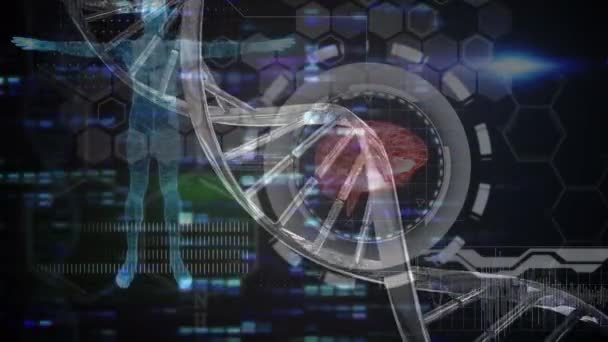 脳と黒のインターフェイス上のデータ処理と回転3D Dna鎖のアニメーション 世界的な医療研究技術とデジタルインターフェースの概念 デジタルで生成されたビデオ — ストック動画