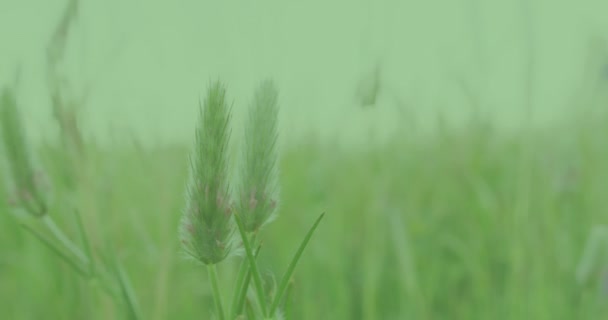 Animação Texto Dia Terra Sobre Grama Ambiente Global Energia Verde — Vídeo de Stock