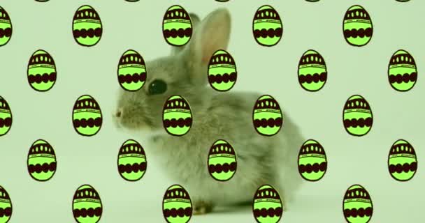 Animation Green Patterned Easter Eggs Easter Bunny Green Background Easter — Stock Video