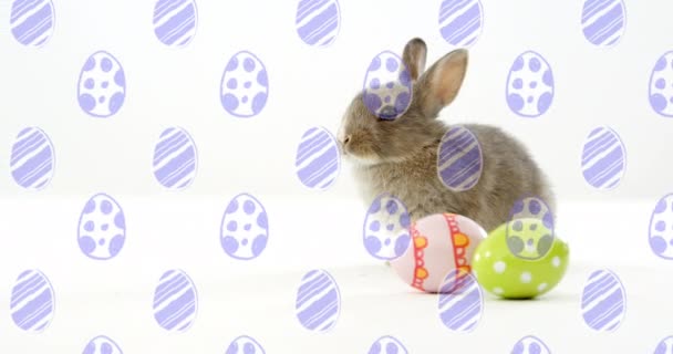 ウサギの上に落ちる卵のパターンのアニメーション イースターの季節のお祝いと伝統デジタルで生成されたビデオ — ストック動画
