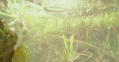 Tavşanın üzerine düşen yumurta ve tarla animasyonu. Paskalya mevsimsel kutlamaları ve dijital olarak üretilen video geleneği.