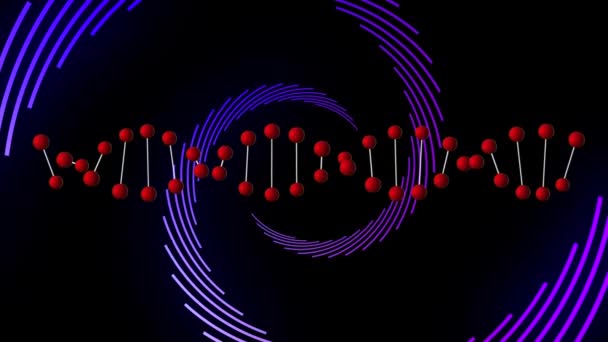Animatie Van Dna Strand Blauwe Paden Zwarte Achtergrond Wetenschappelijk Gegevensverwerkingsconcept — Stockvideo