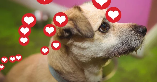 Imagen Iconos Del Corazón Flotando Sobre Perro Mascota Casa Concepto — Foto de Stock