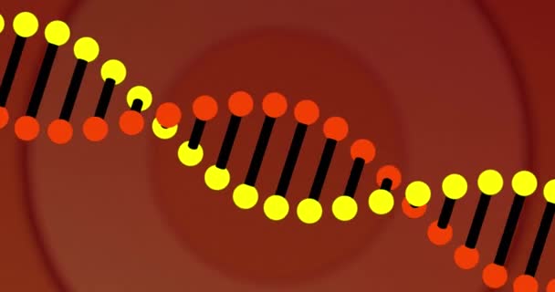 红色背景下Dna链和红色圆圈的动画 科学和数据处理概念数字生成的视频 — 图库视频影像