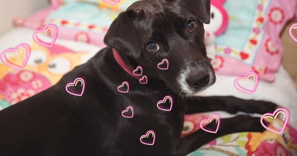 自宅で黒いペットの犬の上に浮かんでいるハートアイコンのイメージ 愛と犬の概念をデジタルで生成し — ストック写真