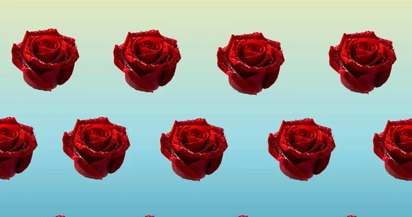 Skład Rzędów Czerwonych Róż Poruszających Się Niebieskim Tle Wzór Uroczystość — Zdjęcie stockowe