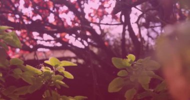 Bahçedeki ağaçların ve çalıların sulandığı bir video. Ağaç Bayramı konsepti dijital olarak oluşturulmuş video.