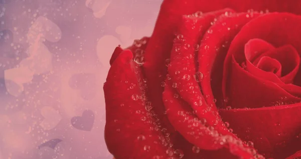Obraz Pojedynczej Czerwonej Róży Ruchu Miejsca Ksero Różowym Tle Natura — Zdjęcie stockowe