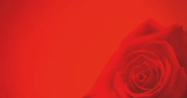 Obraz Pojedynczej Czerwonej Róży Ruchu Miejsca Kopii Czerwonym Tle Natura — Zdjęcie stockowe