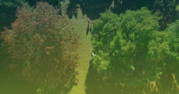 Video Hojas Cayendo Sobre Personas Caminando Parque Con Árboles Día — Vídeo de stock