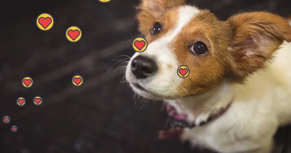 Kompozitní Obraz Více Růžových Ikon Srdce Plovoucí Proti Zblízka Psa — Stock fotografie
