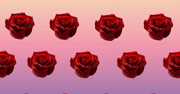 Composition Rows Red Roses Moving Pink Background Pattern Celebration Nature — Stock Photo, Image