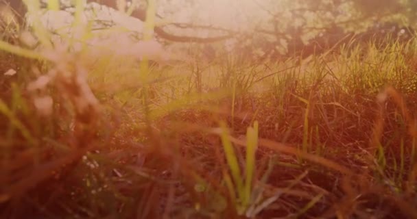Vidéo Herbe Arbres Avec Une Lumière Éclatante Jour Ensoleillé Jour — Video