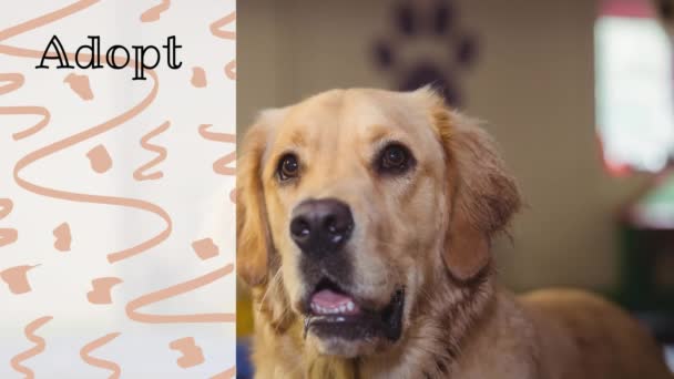 Animation Adopt Pet Text Dog Icon Dog National Shelter Pet — Stock Video