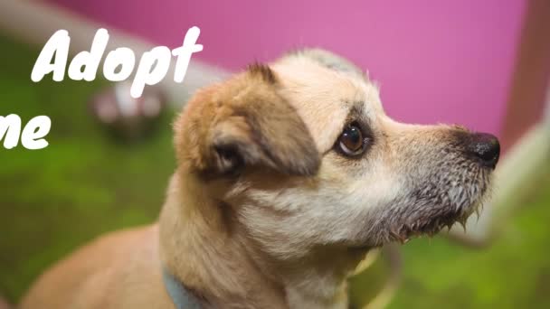 Animação Adotar Texto Sobre Ícone Osso Cão Abrigo Nacional Pet — Vídeo de Stock