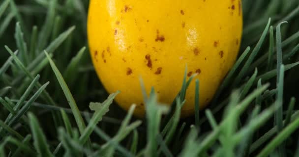 Animatie Van Oranje Paaseieren Gras Pasen Zondag Viering Concept Digitaal — Stockvideo