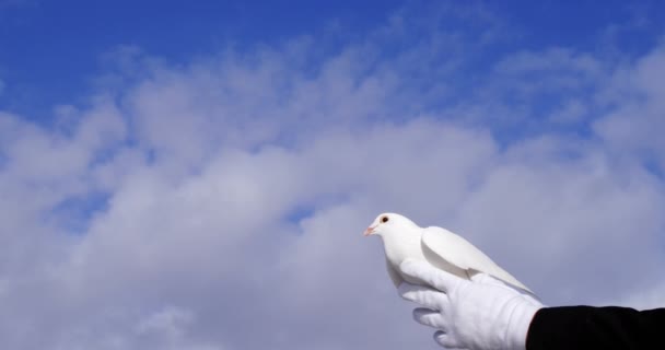 Animacja Plam Świetlnych Chmur Nad Gołębiem Rękach Koncepcja Dzień Ptaków — Wideo stockowe