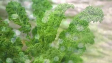 Bitkilerin üzerindeki ışık noktalarının animasyonu. Ulusal Bahçe Haftası ve kutlama konsepti dijital olarak oluşturulmuş video.