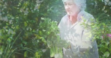 Ağaç animasyonu, bahçeden sebze toplayan yaşlı beyaz bir kadının üzerinde. Ulusal Bahçe Haftası ve kutlama konsepti dijital olarak oluşturulmuş video.