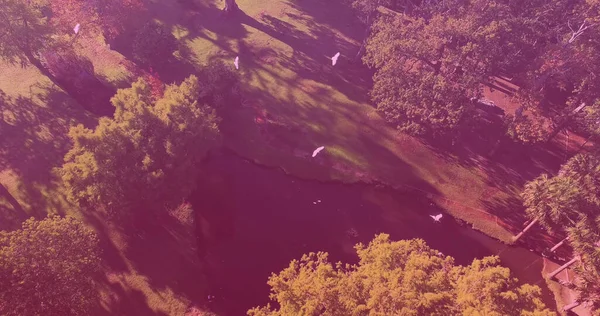 Bild Von Oben Von Vögeln Die Über Bäume Park Fliegen — Stockfoto