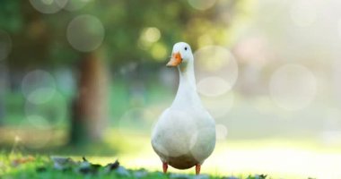 Parktaki kaz üzerinde hafif noktaların canlandırması. kuş günü ve kutlama konsepti dijital olarak oluşturulmuş video.