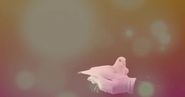 Animation Von Lichtflecken Über Tauben Den Händen Vogeltag Und Festkonzept — Stockvideo