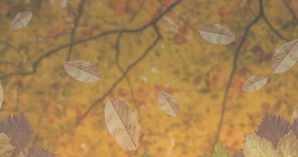 Wizerunek Liści Spadających Nad Drzewami Jesienią Dzień Drzewa Koncepcja Przyrody — Zdjęcie stockowe