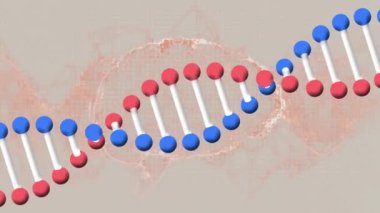 Bej arka planda beyin üzerinde dönen DNA zincirinin animasyonu. dijital arayüz, bilim, genetik, teknoloji ve iletişim konsepti dijital olarak oluşturulmuş video.