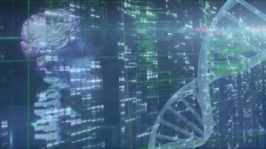 İnsan beyni animasyonu, DNA iplikçikleri ve veri işleme. küresel tıp, bilim ve veri işleme kavramı dijital olarak oluşturulmuş video.