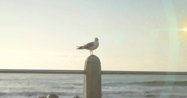 Image Taches Lumineuses Sur Mouette Mer Journée Des Oiseaux Concept — Photo