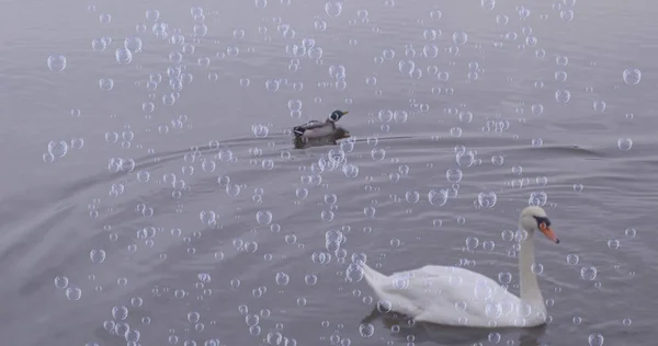 Imagen Burbujas Sobre Pato Cisne Lago Día Del Pájaro Concepto — Foto de Stock