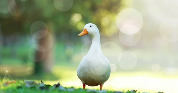 Image Taches Lumière Dessus Oie Dans Parc Journée Des Oiseaux — Photo