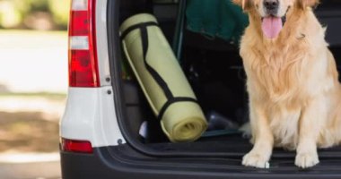 Golden Retriever köpeği parkta açık arabanın bagajında oturuyor. Köpek sahipliğini, bakım ve sadakat konseptini dijital olarak üretilmiş videolarınızı gezdirin.