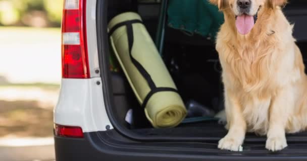 Szczęśliwy Pies Golden Retriever Siedzi Wewnątrz Otwartego Bagażnika Samochodu Parku — Wideo stockowe