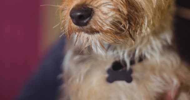 Animação Passear Texto Seu Cão Branco Sobre Close Yorkshire Terrier — Vídeo de Stock