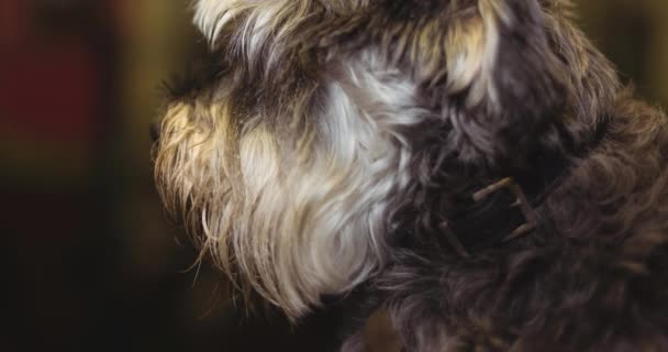 一只长长的头发灰白相间的宠物狗把它的视线移开了 步行您的狗月 狗的所有权和忠诚度概念数字生成视频 — 图库视频影像