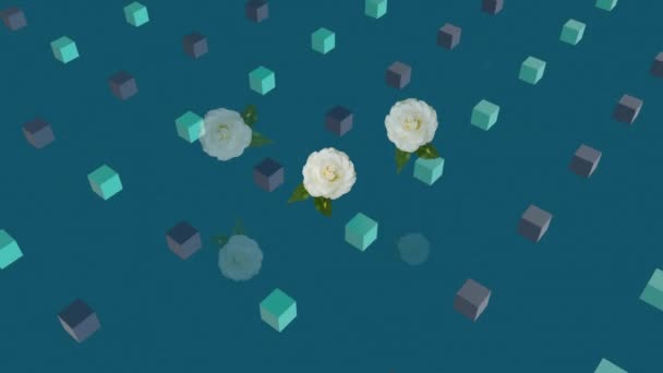蓝色背景下旋转的立方体上的花朵的动画 彩色和运动概念数字生成的视频 — 图库视频影像