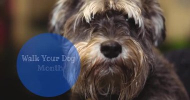 Köpeğinizi gezdirme animasyonu. Küçük bir köpeğin portresi üzerinde kemikle yazılmış bir ay metni. Köpek sahipliğini ve sadakat kavramını dijital olarak oluşturulmuş videoya aktarın.