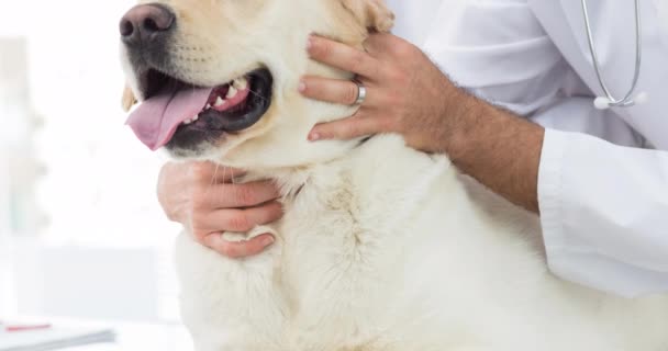Erkek Kadın Veteriner Golden Retriever Köpeğine Sağlık Kontrolü Yapıyor Köpek — Stok video