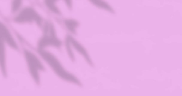 Animatie Van Raamschaduw Van Bladeren Met Kopieerruimte Roze Achtergrond Schaduw — Stockvideo