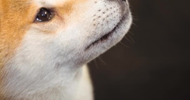 一只棕色和白色的小宠物狗的近视向上看 背景是黑色的 步行您的狗月 狗的所有权和忠诚度概念数字生成视频 — 图库视频影像