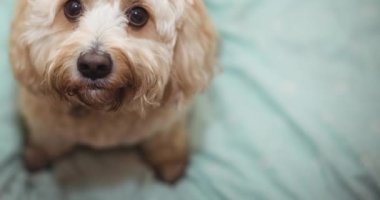 Küçük beyaz evcil köpekleri kameraya kahverengi gözleriyle bakıyor. Köpek sahipliğini ve sadakat kavramını dijital olarak oluşturulmuş videoya aktarın.