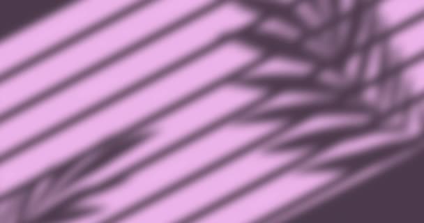 Animation Window Shadow Leaves Blinds Pink Background Shadow Pattern Colour — Wideo stockowe