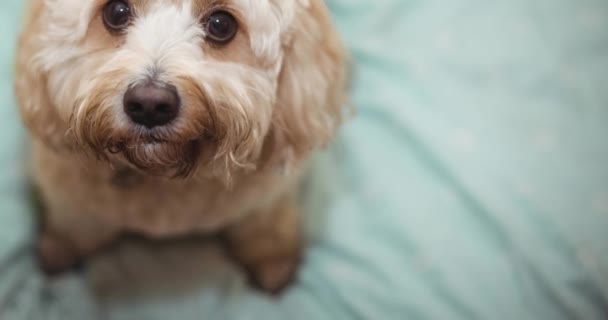 Närbild Små Vita Sällskapsdjur Hund Tittar Upp Till Kameran Med — Stockvideo