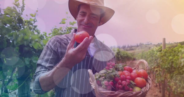 Afbeelding Van Lichte Vlekken Vrolijke Blanke Mannelijke Boer Met Tomaten — Stockfoto