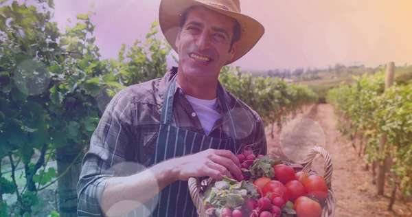 토마토를 재배하는 코카서스 점들이 디지털 이미지 — 스톡 사진