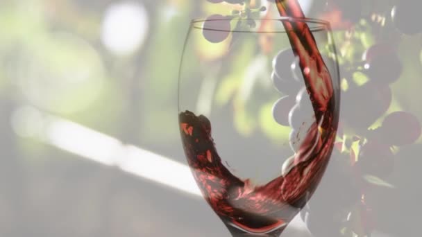 Animation Rose Wine Pouring Glass Background Grapes Wine Business Tasting — Stock Video