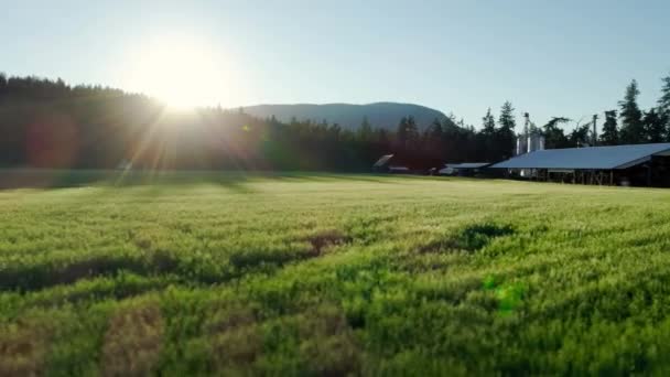 夏天日出时的绿色农场的录像 商业和自然概念 — 图库视频影像