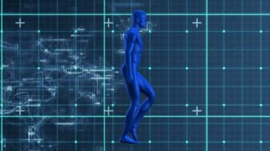 Mavi alanda yürüyen insan vücut modelinin animasyonu kontrol edildi. İnsan biyolojisi, bilim, teknoloji ve veri işleme konsepti dijital olarak oluşturulmuş video.